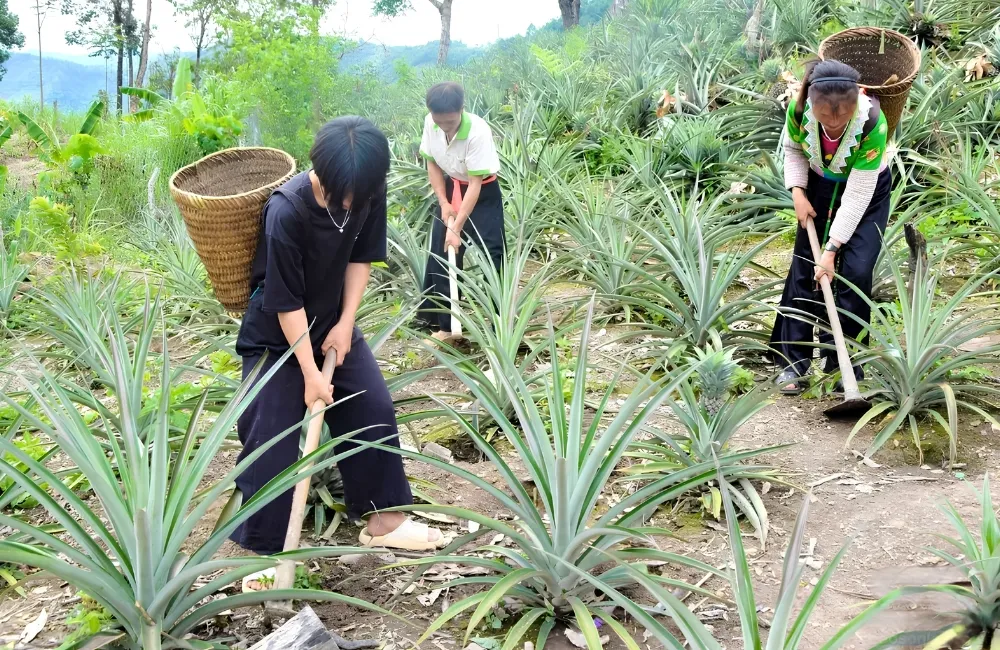 Chăm sóc dứa Mật Pu Lau Không Gai