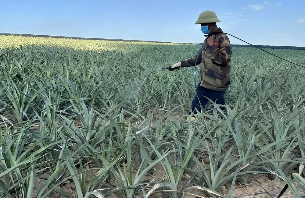 Chăm sóc dứa Mật Pu Lau Không Gai