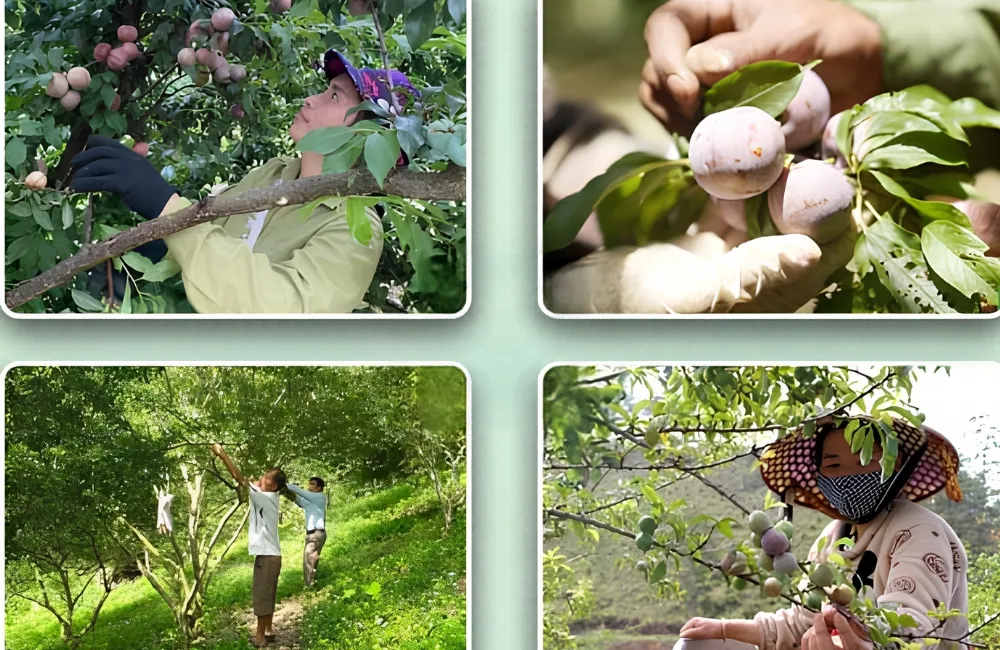 Chăm sóc Mận Tam Hoa