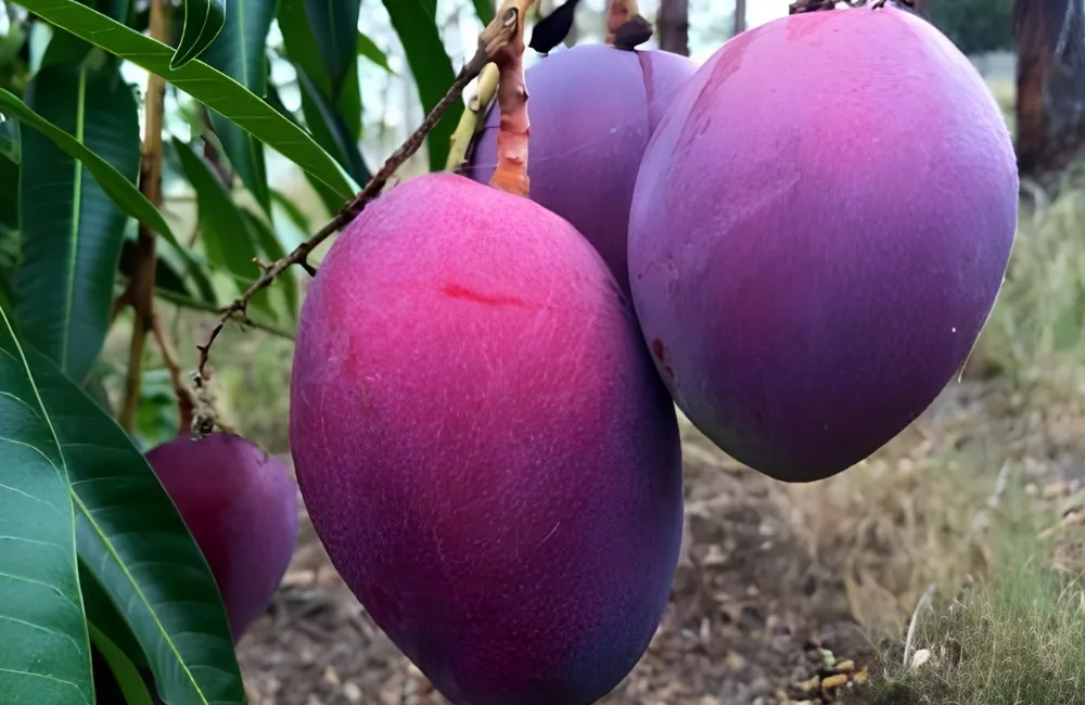 Chăm sóc Xoài Ngọc Vân
