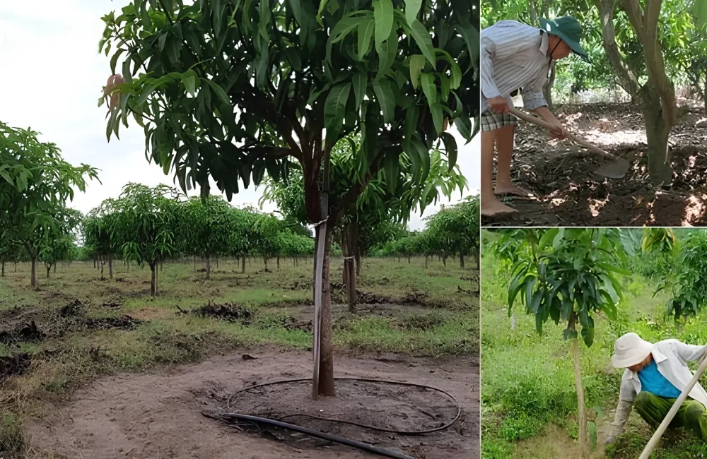 Chăm sóc Xoài Ngọc Vân