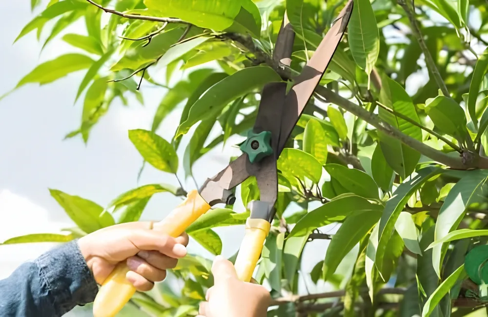 Chăm sóc Xoài Ngọc Vân