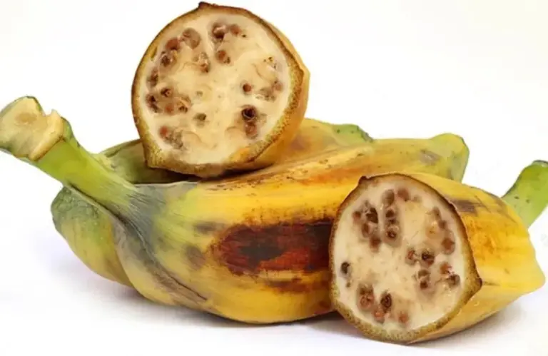 Công dụng chuối Hột và những giá trị ít người biết