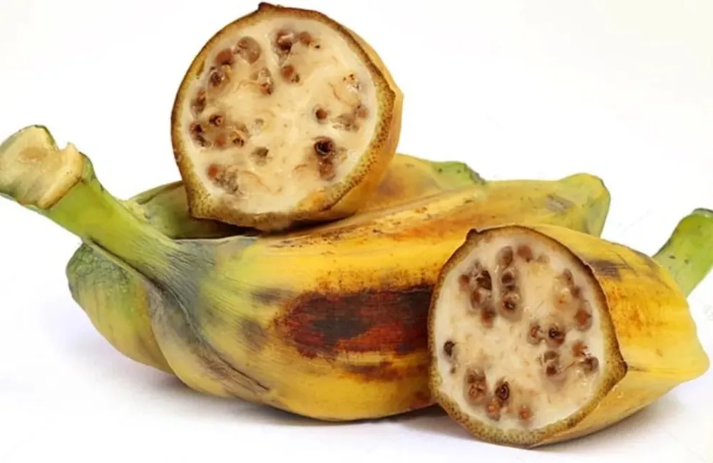 Công dụng chuối Hột
