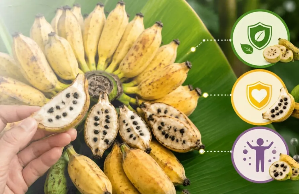 Công dụng chuối Hột