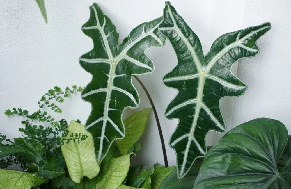 Đặc điểm Alocasia Nobilis Cấy Mô