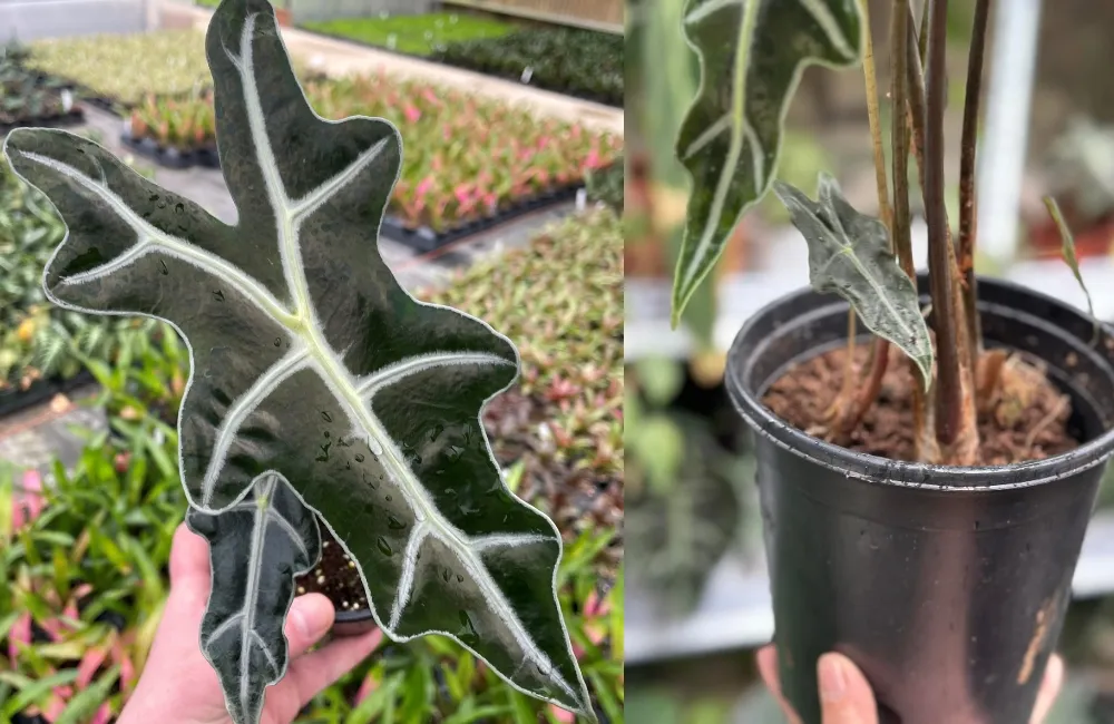Đặc điểm Alocasia Nobilis Cấy Mô