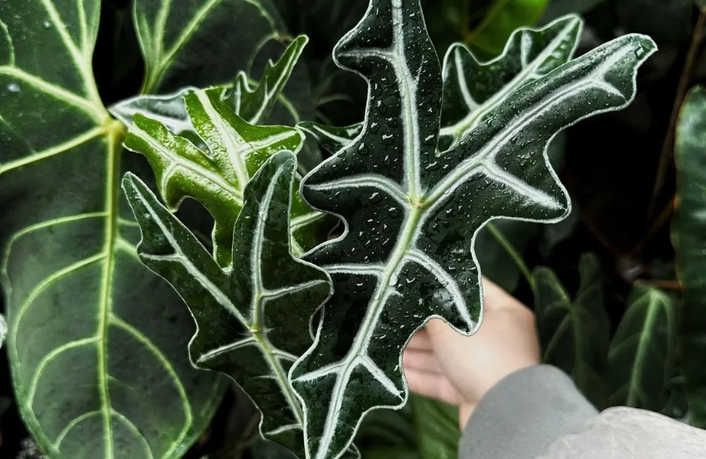Đặc điểm Alocasia Nobilis Cấy Mô