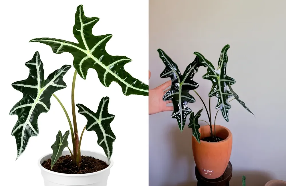 Đặc điểm Alocasia Nobilis Cấy Mô