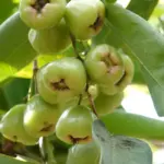 Đặc điểm cây Mận Xanh Đường và điều kiện sinh trưởng