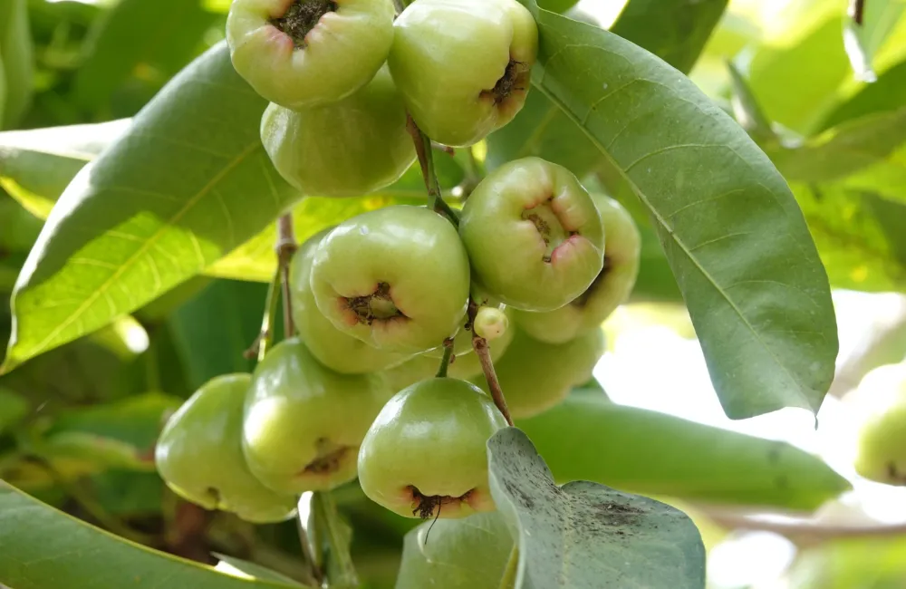 Đặc điểm cây Mận Xanh Đường