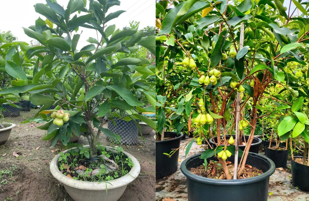Đặc điểm cây Mận Xanh Đường