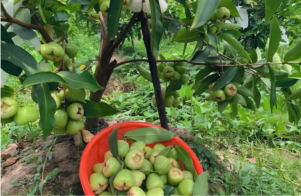Đặc điểm cây Mận Xanh Đường