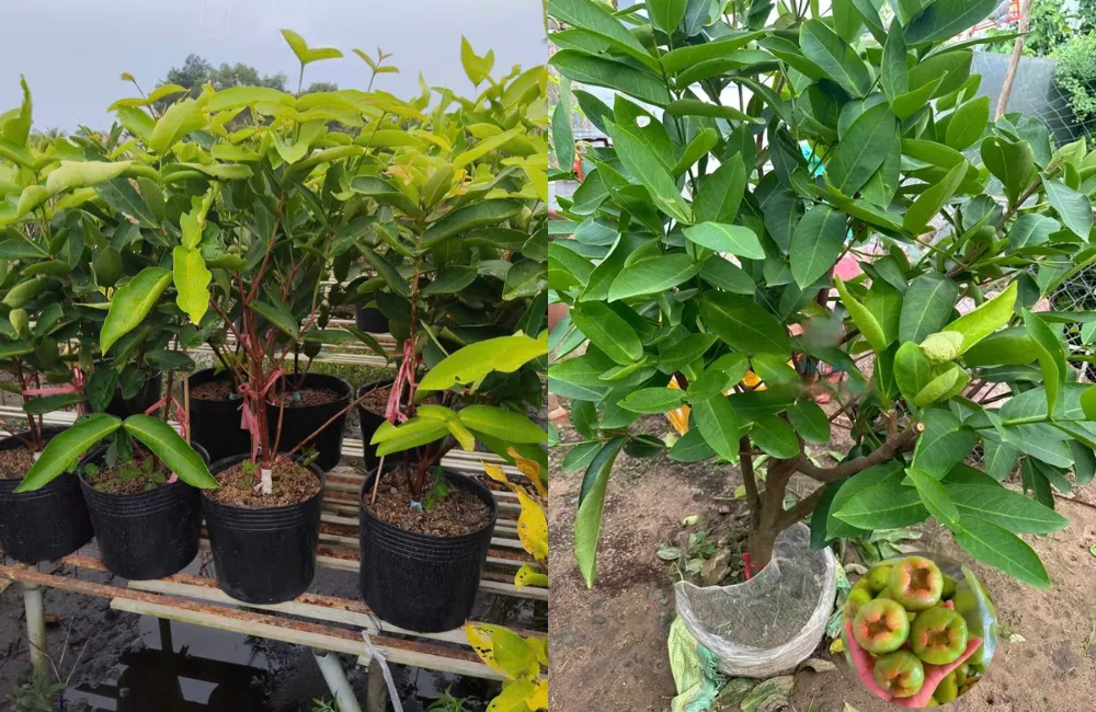 Đặc điểm cây Mận Xanh Đường