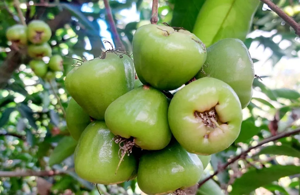 Đặc điểm cây Mận Xanh Đường