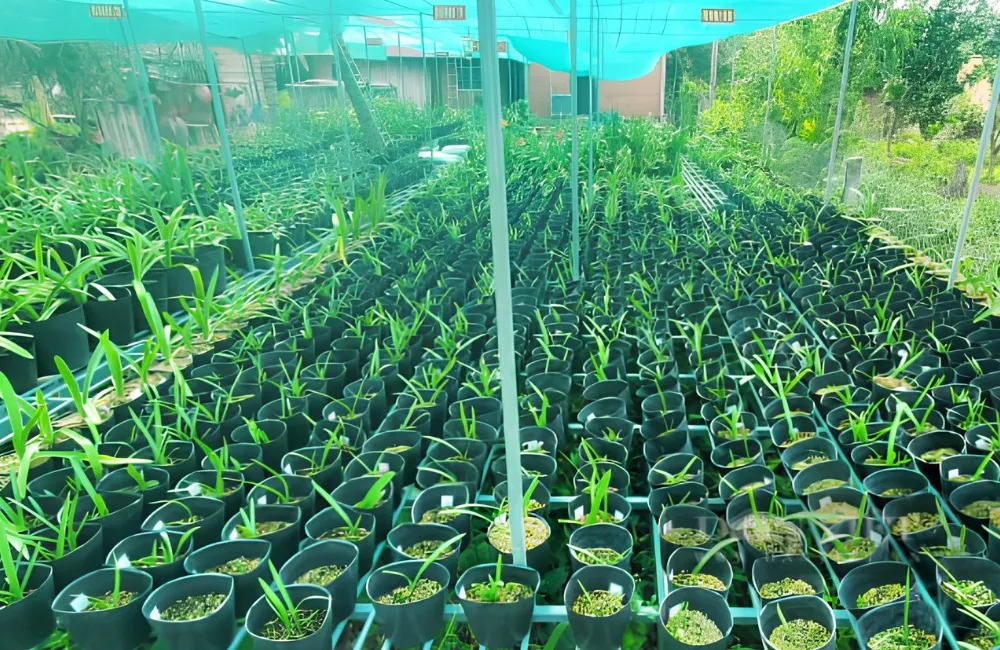 Đặc điểm Huệ Tây Cánh Kép cấy mô