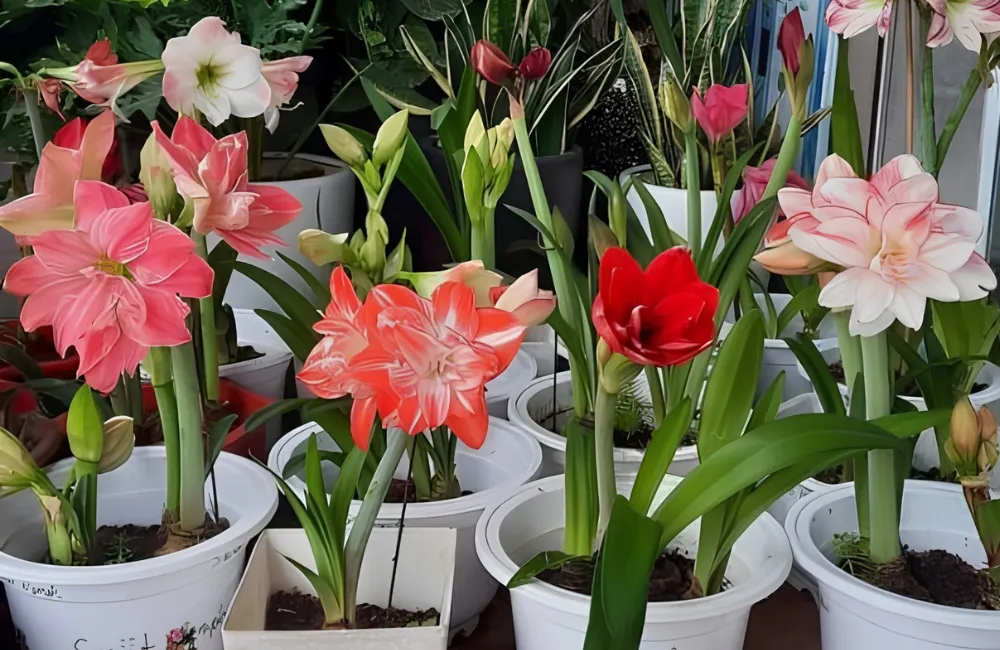 Đặc điểm Huệ Tây Cánh Kép cấy mô