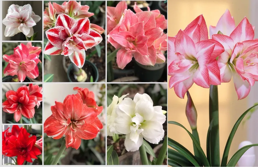 Đặc điểm Huệ Tây Cánh Kép cấy mô