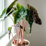 Đặc điểm sinh trưởng Alocasia Pink Dragon cấy mô chi tiết