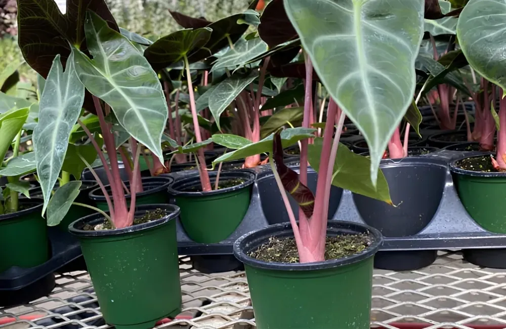 Đặc điểm sinh trường Alocasia Pink Dragon