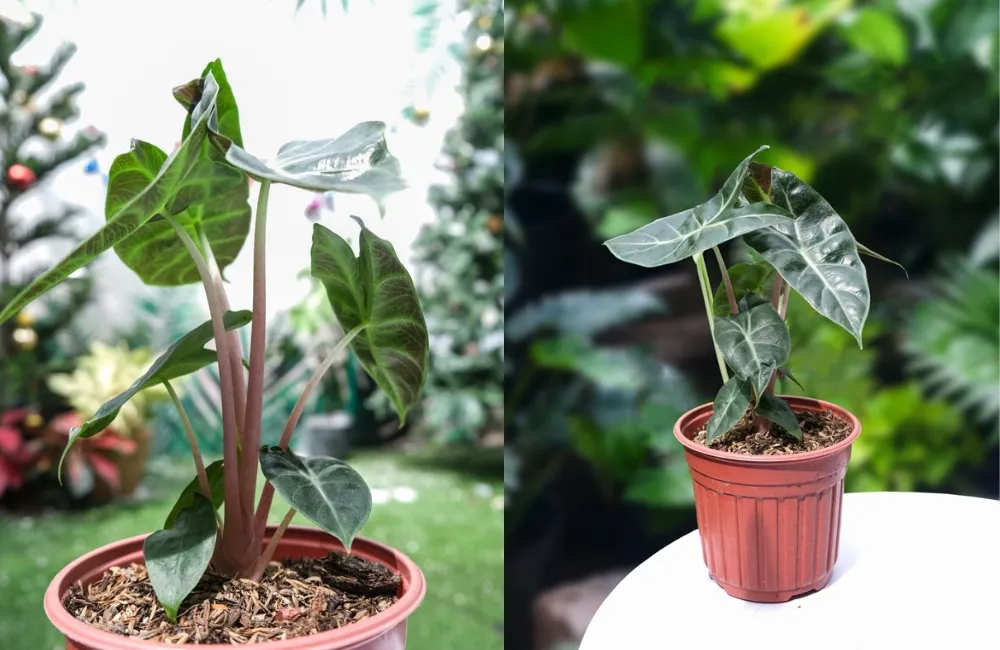 Đặc điểm sinh trường Alocasia Pink Dragon