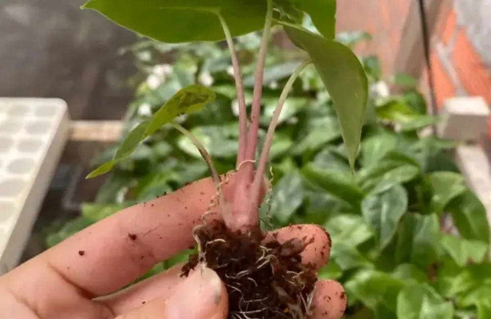 Đặc điểm sinh trường Alocasia Pink Dragon