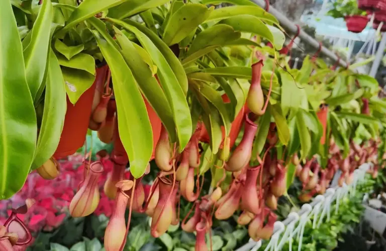 Đặc điểm sinh trưởng cây Nắp Ấm và điều kiện phát triển