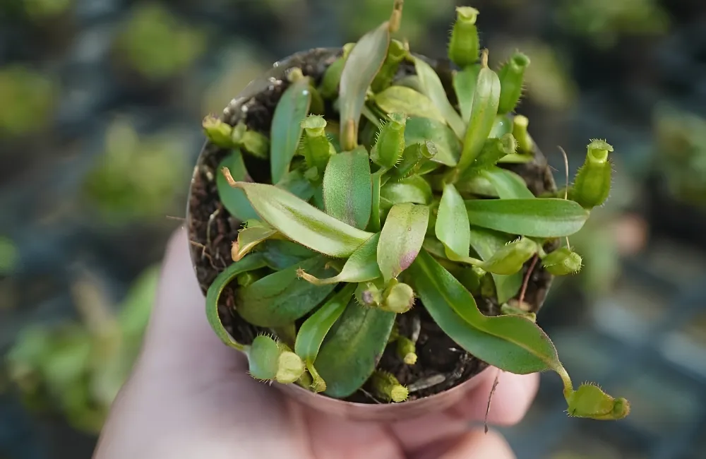 Đặc điểm sinh trưởng cây Nắp Ấm