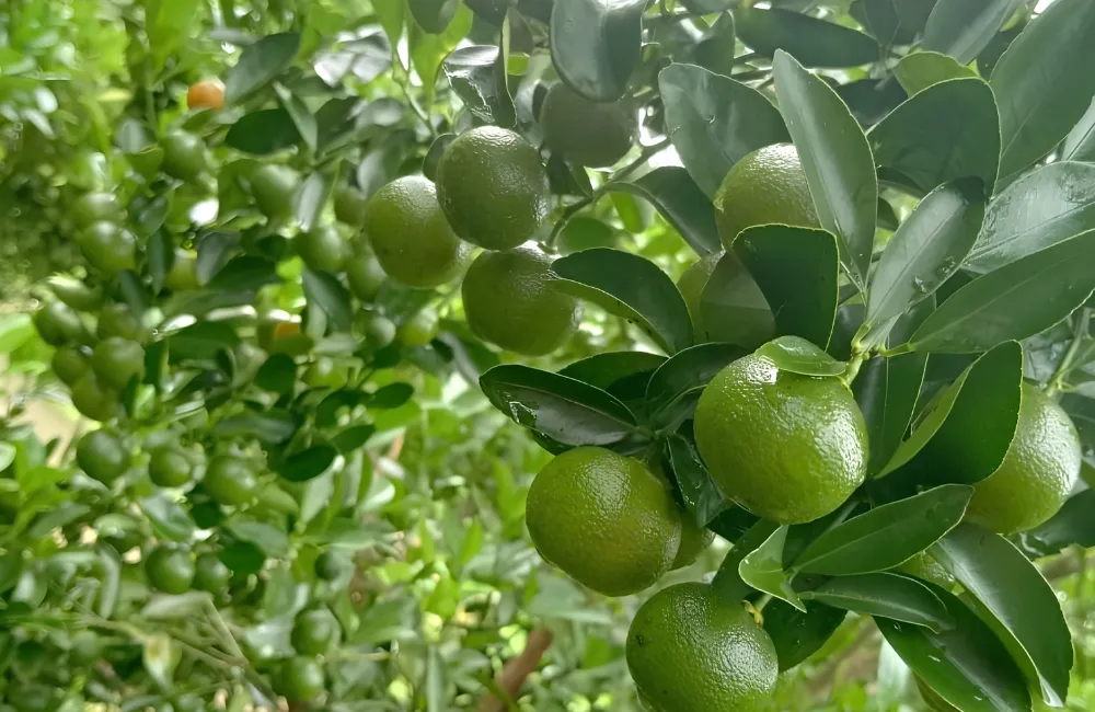 Đặc điểm sinh trưởng Tắc Xanh Ngọt