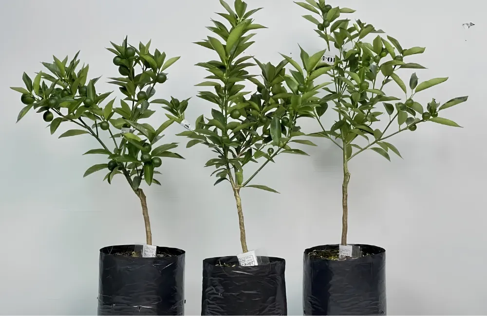 Đặc điểm sinh trưởng Tắc Xanh Ngọt