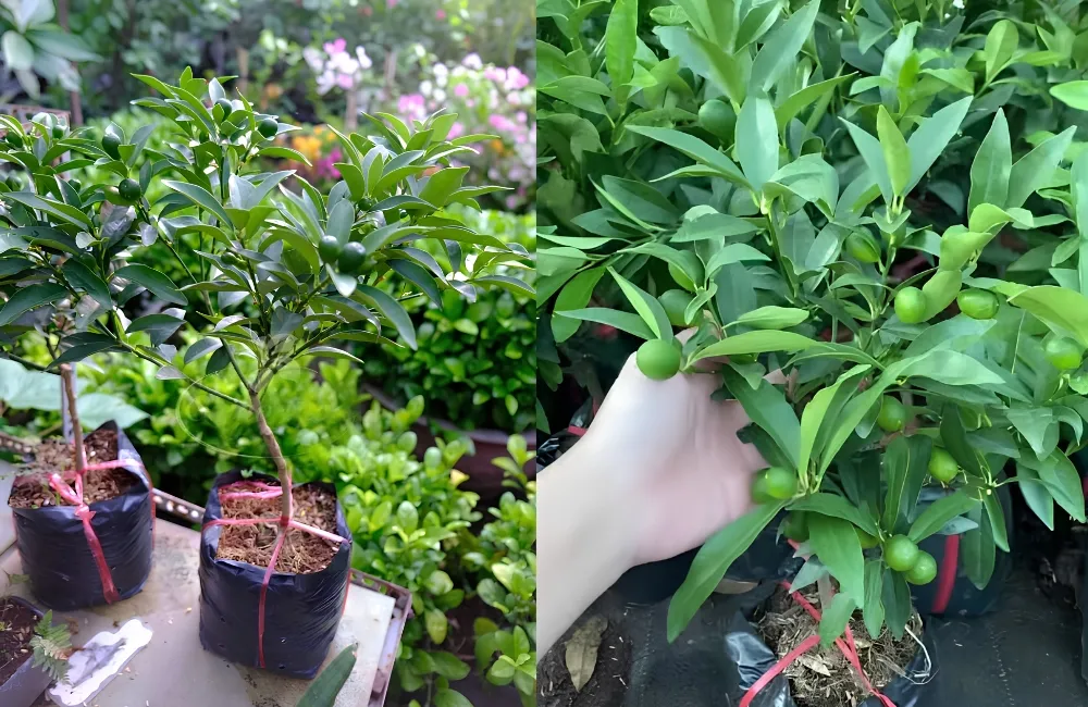 Đặc điểm sinh trưởng Tắc Xanh Ngọt