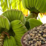 Điều kiện sinh trưởng Chuối Mồ Côi và nguồn gốc giống chuối