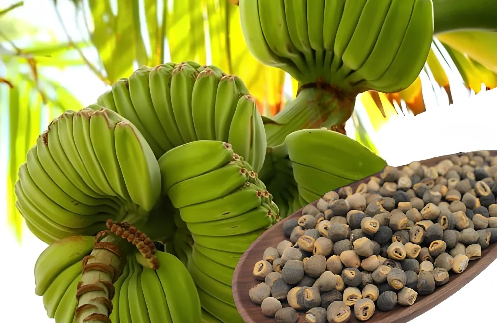 Điều kiện sinh trưởng chuối Mồ Côi 