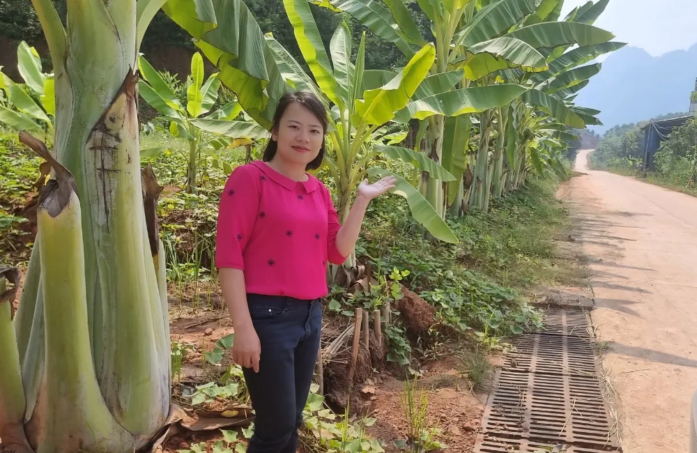 Điều kiện sinh trưởng chuối Mồ Côi