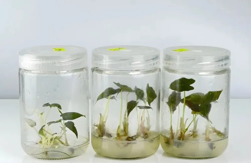 Giá bán Alocasia Nobilis cấy mô