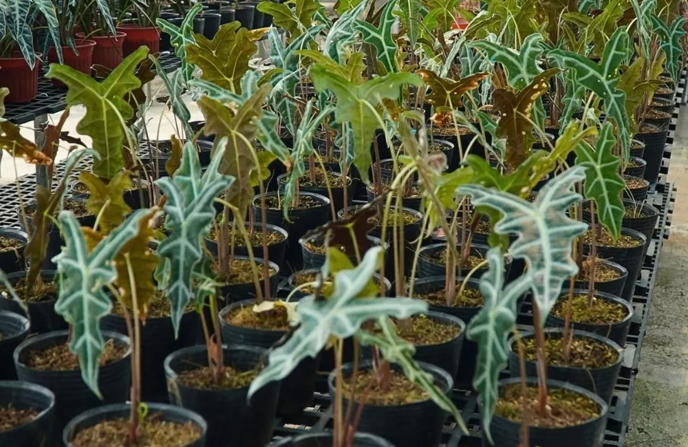 Giá bán Alocasia Nobilis cấy mô