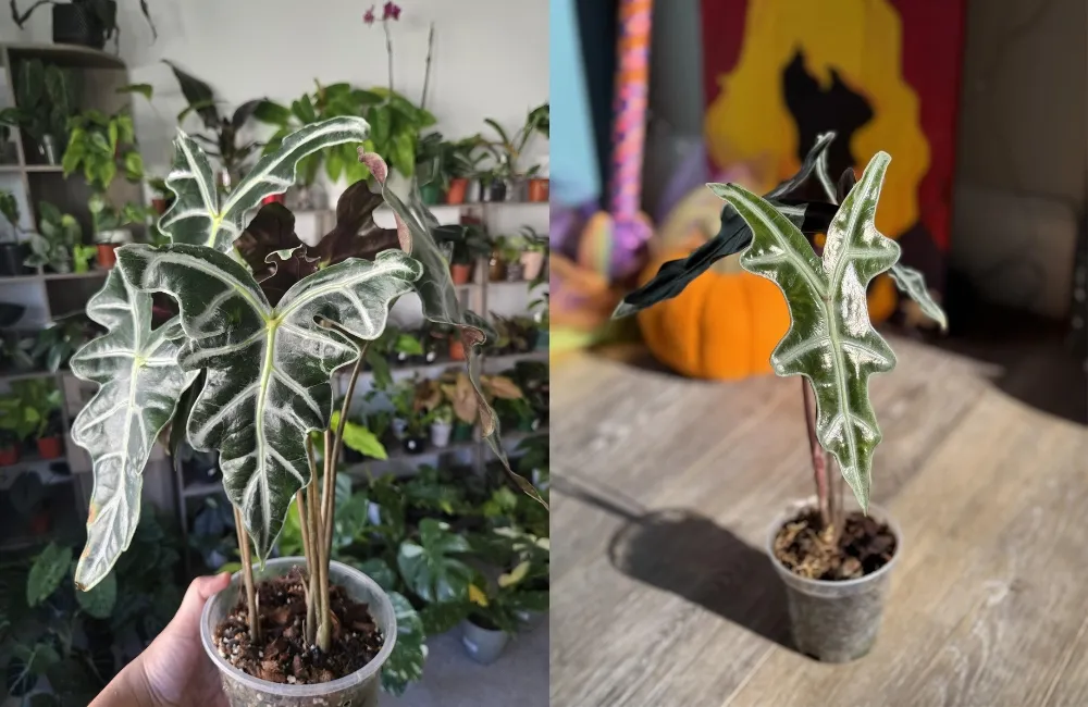 Giá bán Alocasia Nobilis cấy mô