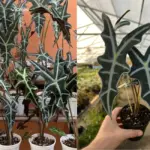 Giá bán Alocasia Nobilis cấy mô và kinh nghiệm chọn cây