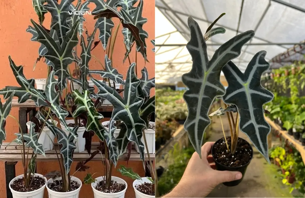 Giá bán Alocasia Nobilis cấy mô 
