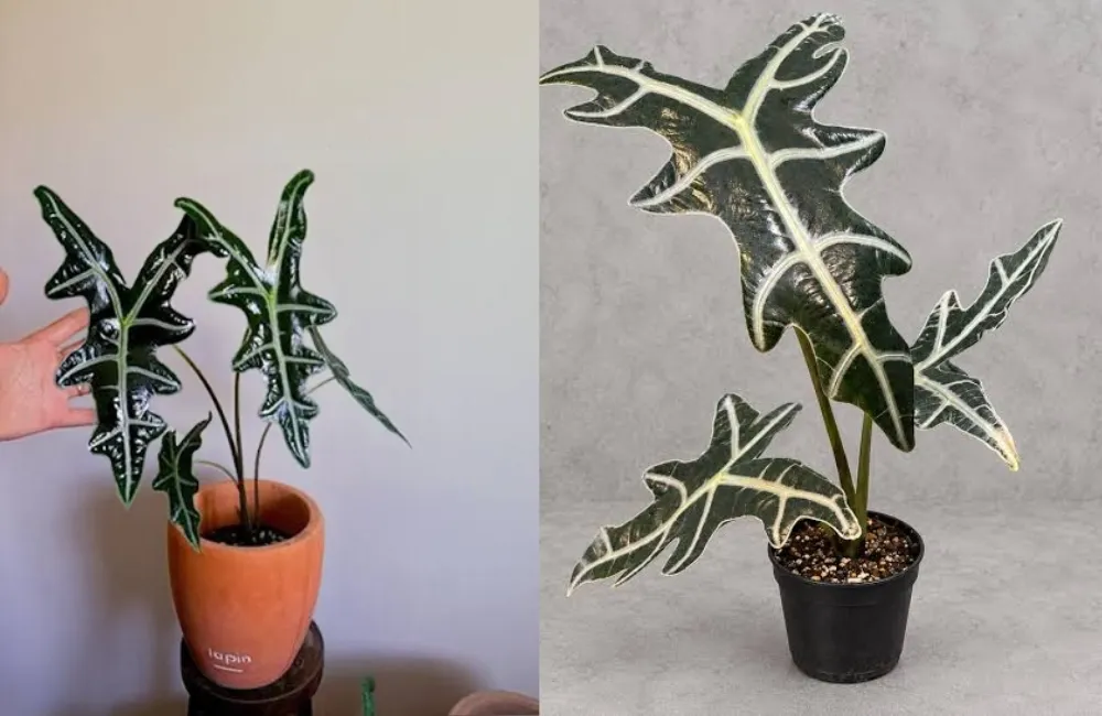 Giá bán Alocasia Nobilis cấy mô