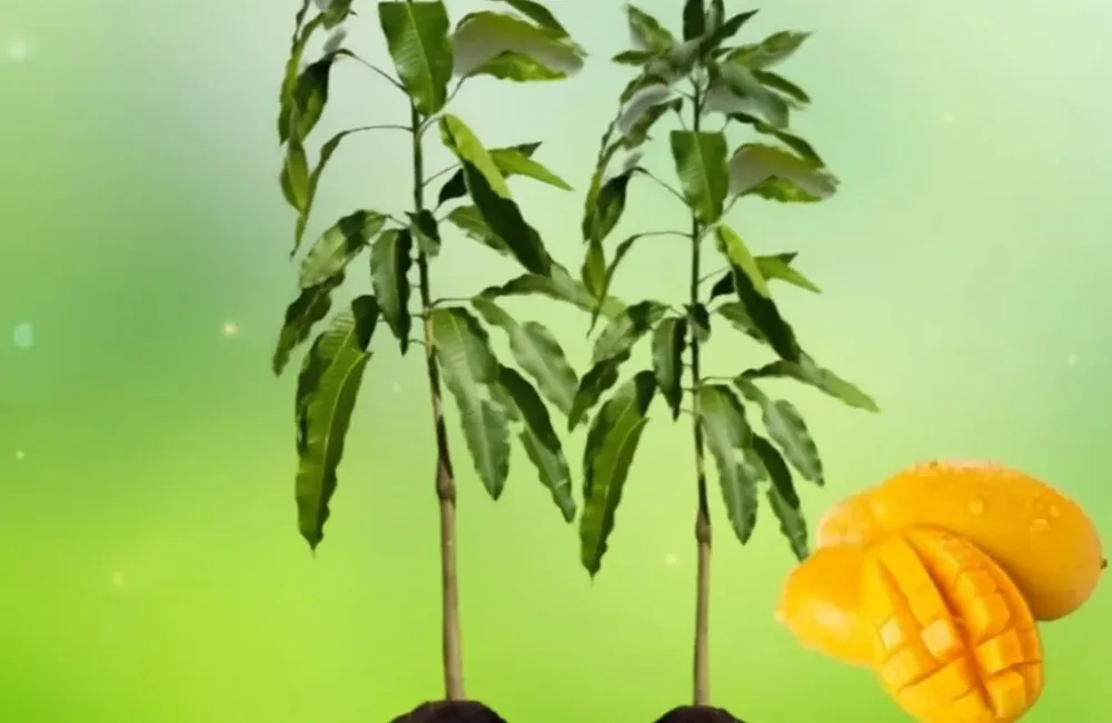 Giá bán cây giống Xoài Carabao