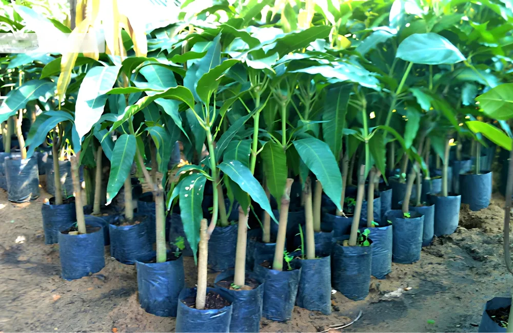 Giá bán cây giống Xoài Carabao