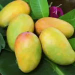 Giá bán cây giống Xoài Carabao mới nhất và kinh nghiệm chọn mua