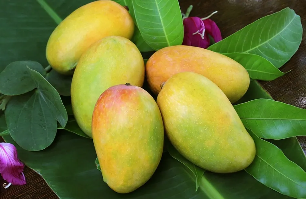 Giá bán cây giống Xoài Carabao