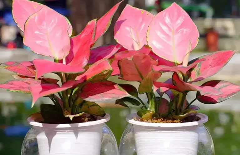 Giá bán Vạn Lộc Đỏ cấy mô và những điều cần biết khi mua