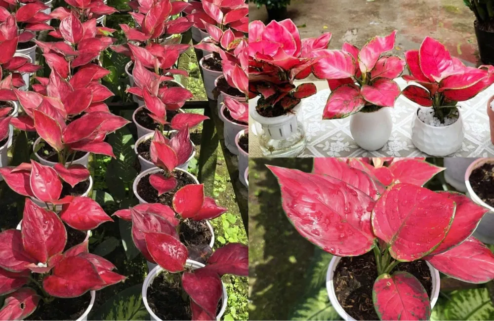 Giá bán Vạn Lộc Đỏ cấy mô