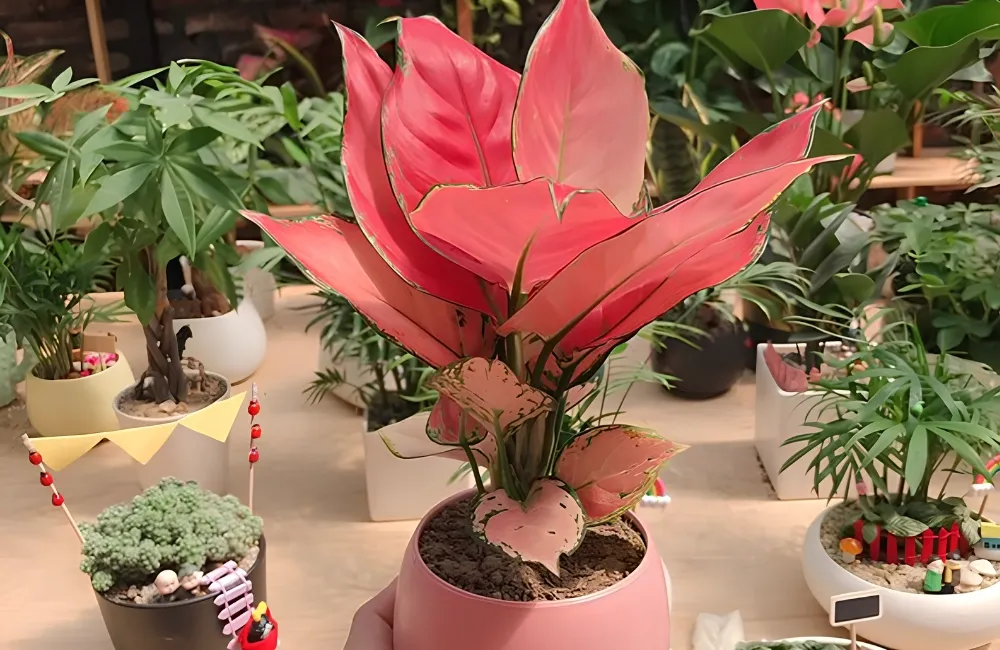 Giá bán Vạn Lộc Đỏ cấy mô