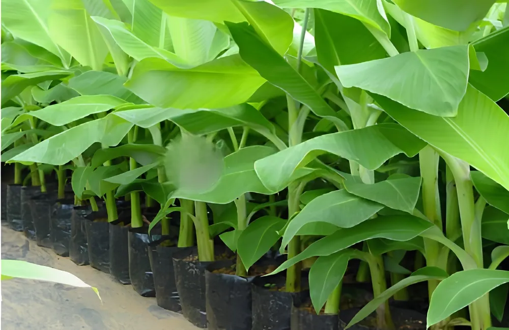 Giá cây giống chuối Hột