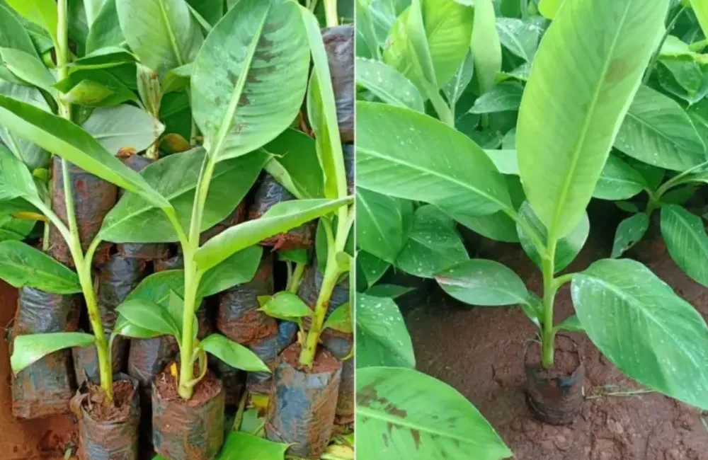 Giá cây giống chuối Hột