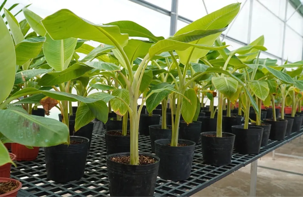 Giá cây giống chuối Hột